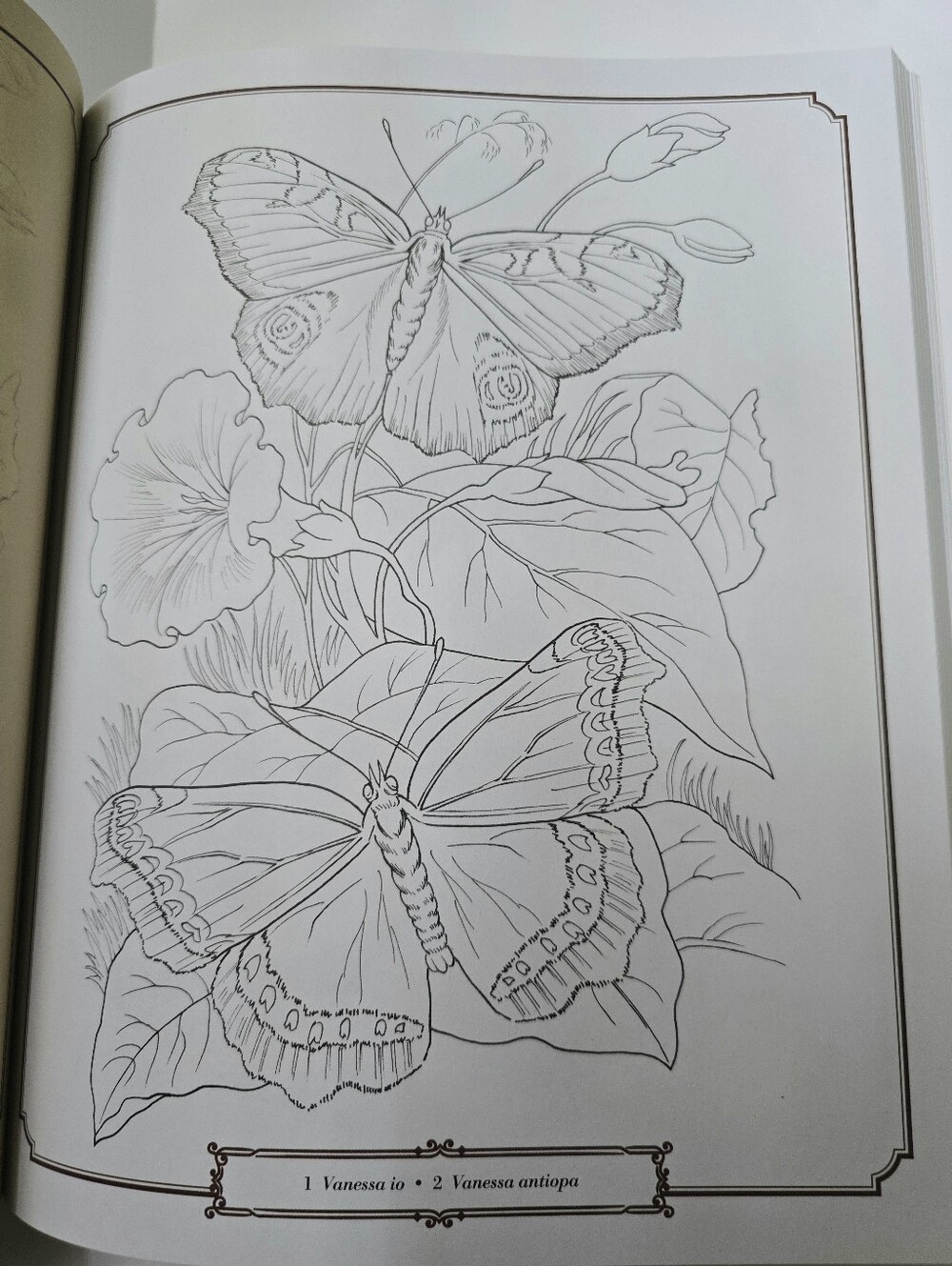 The Beautiful Nature Adult Vintage Coloring Book - Picture 6 of 15